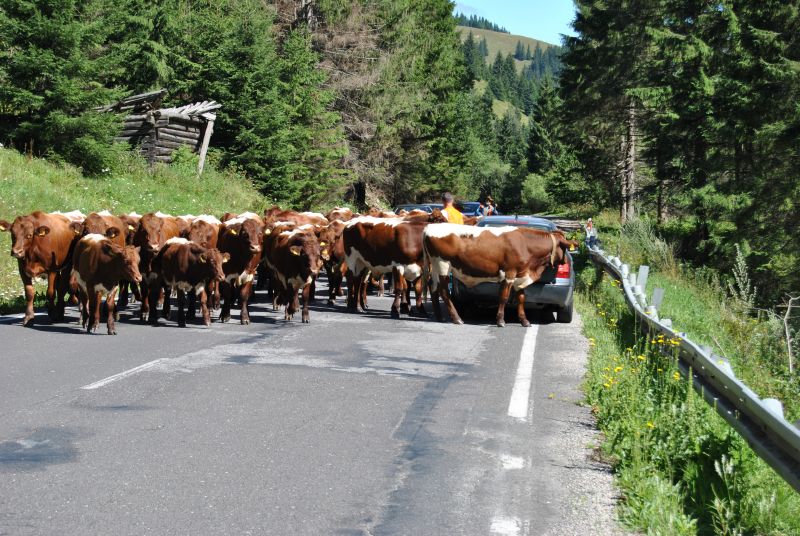 pepajs.cz